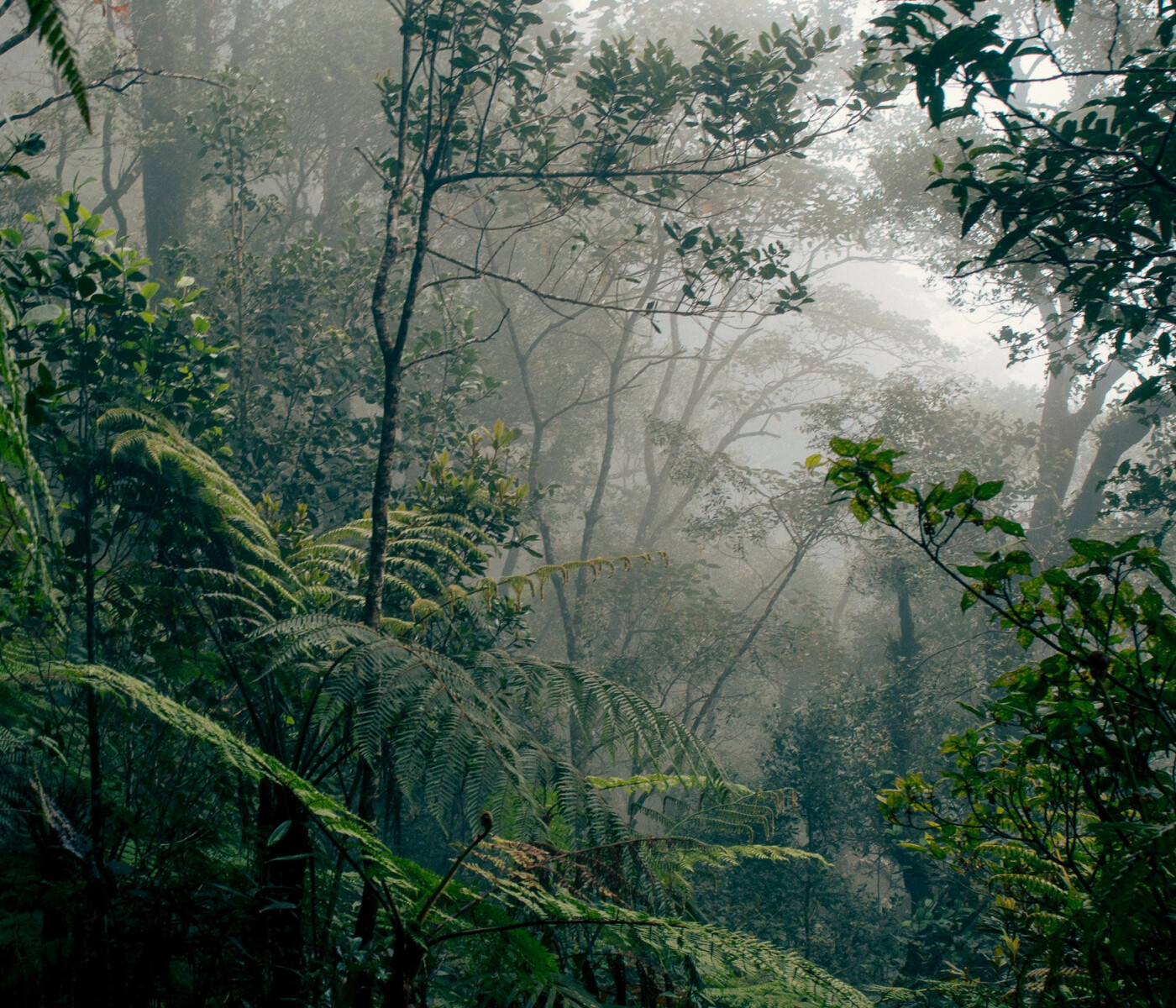 Rainforest of borneo